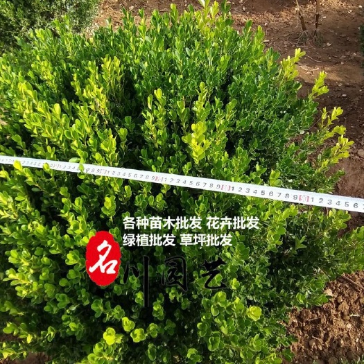 成都瓜子黄杨球苗木基地直销 瓜子黄杨球价格 工程绿篱绿化专用