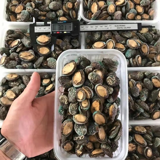 东山县九孔鲍  网红款小鲍鱼 250克装 东山产鲍鱼