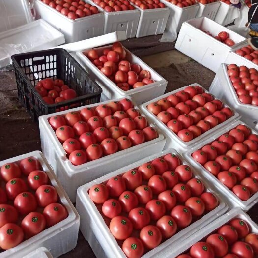 米易县四川省攀枝花硬粉西红柿，大量现货质量上好。让各位老板收货无