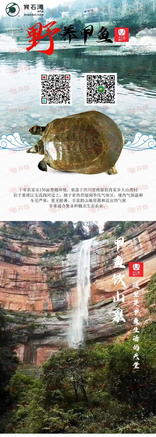  散养甲鱼