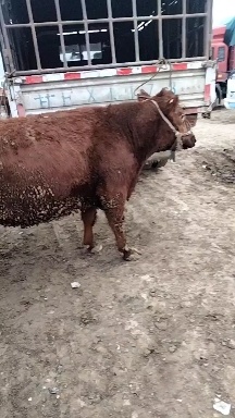 礼县 肥母牛货原多有要的朋抓紧