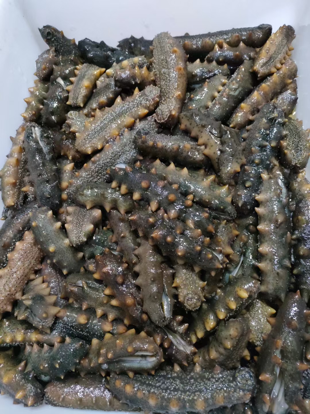 鲜食海参 辽参 即食海参