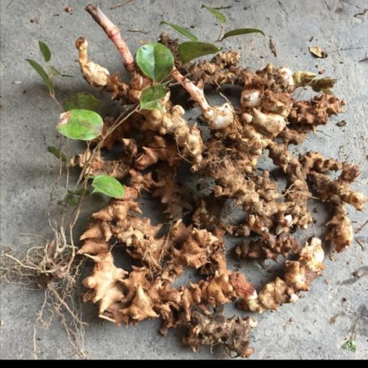 陆河县菝葜 金钢籐根