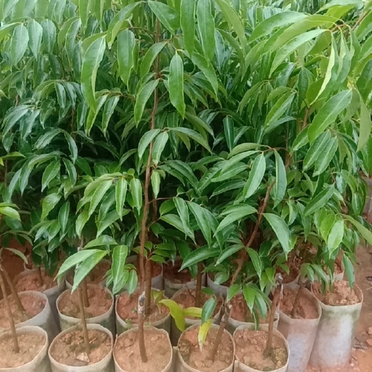高州市桂味荔枝苗 ，白糖樱苗，仙进奉荔枝苗，等，(东方苗场)