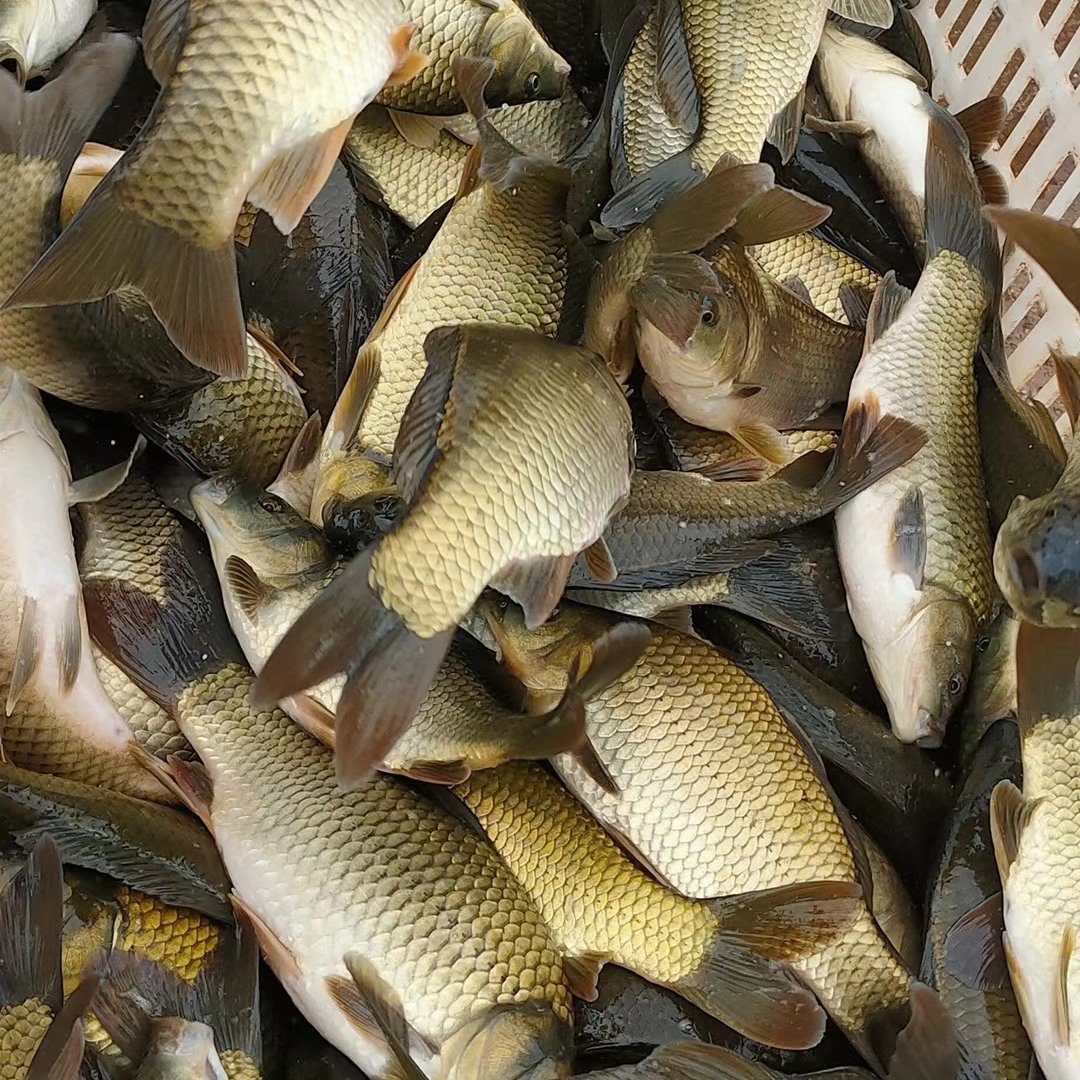 宜良縣黃金鯽  鯽魚，水庫養殖自養銷歡迎云貴川的新老客戶來人來電！
