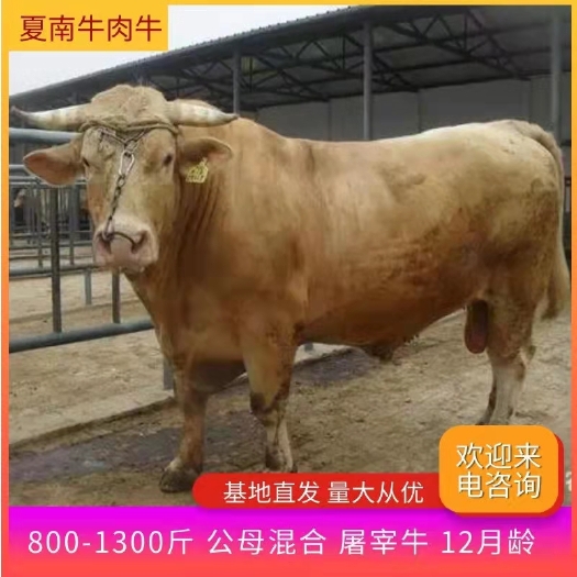 泌阳县肉牛 1000-1400斤 公母混合 屠宰牛 12月龄