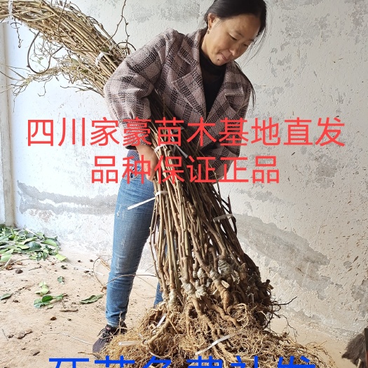 苍溪红心猕猴桃苗  正宗苍溪红阳猕猴桃嫁接苗 现挖现发 保证