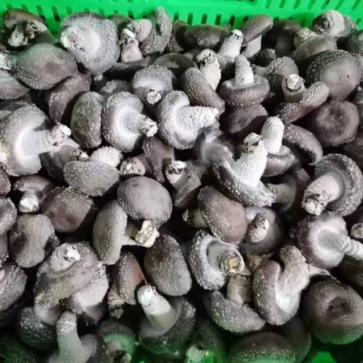 淄博 鲜香菇二级