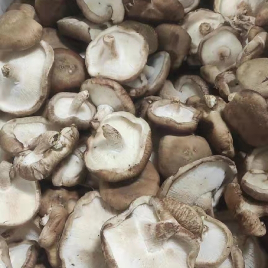  鲜香菇大片
