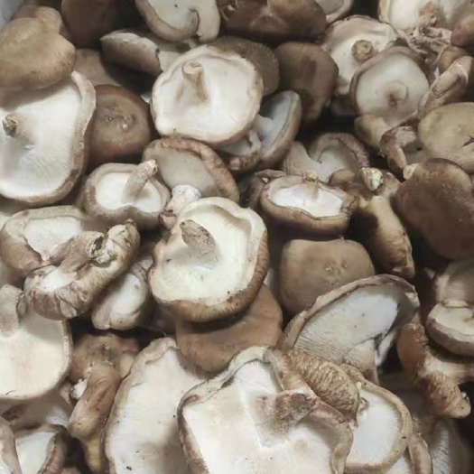 淄博 鲜香菇大片