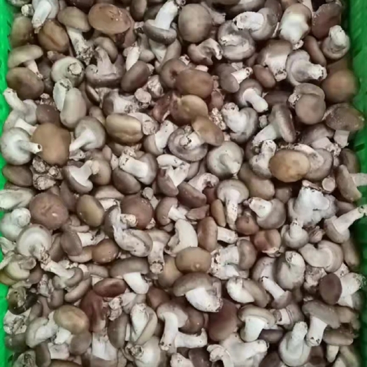 鲜香菇小豆