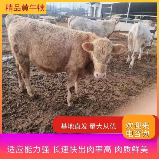 泌阳县黄牛  夏南牛 300-500斤 公母混合 牛犊 4-5月龄
