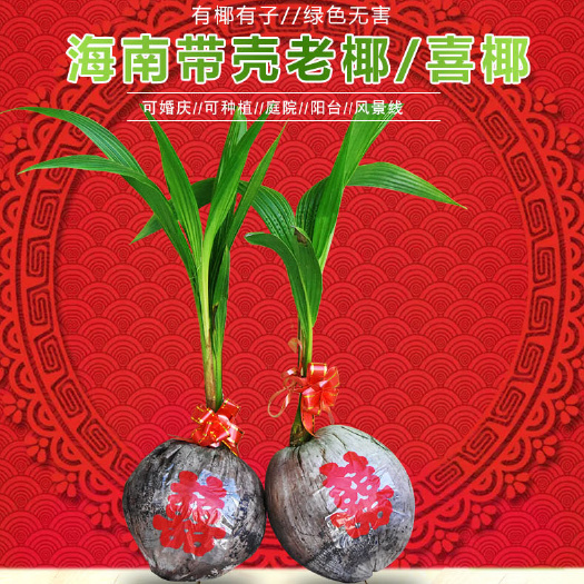 文昌市一对（2株）包邮海南椰苗椰子苗椰树苗椰子树苗带皮带壳小苗盆