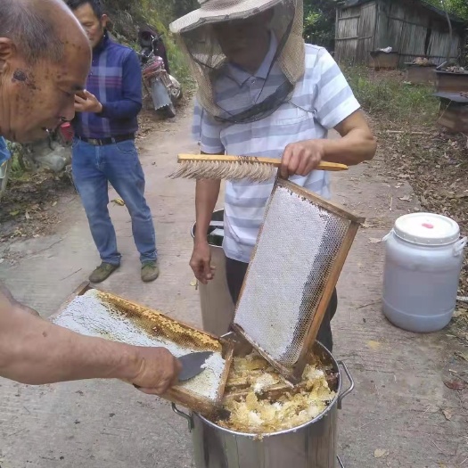 郁南县鸭脚木蜜 自产自销土蜂蜜波美度41度以上