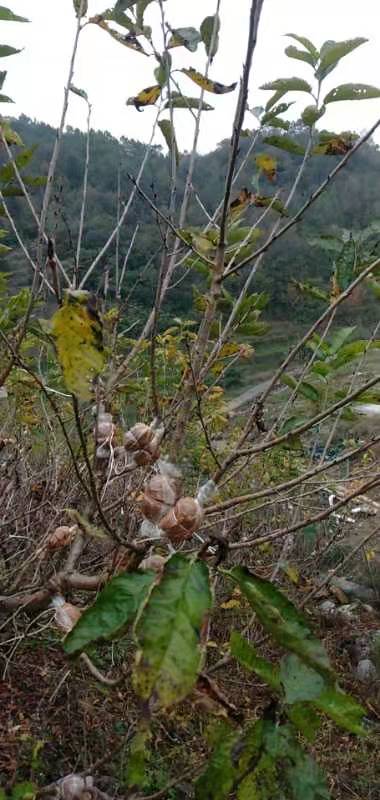 玛瑙红樱桃树苗  已经育苗完成，有需要的可以下单了！