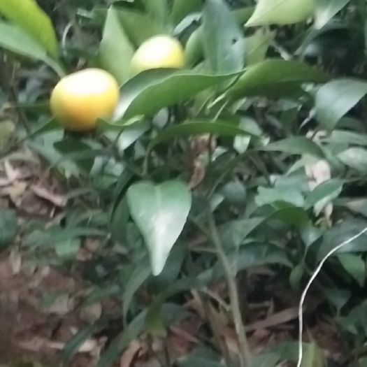 简阳市柠檬苗 嫁接苗 裸根苗 