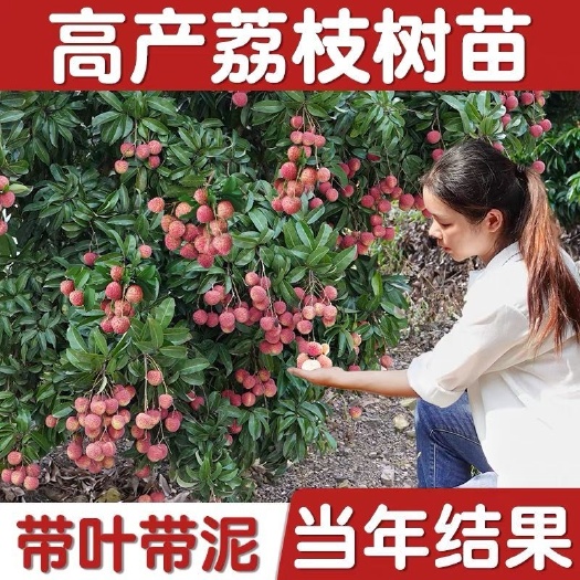 信宜市荔枝苗  荔枝树苖妃子笑糯米滋桂味无核苖南北方种植当年结果