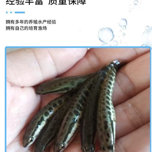 鱼苗   精品乌鱧苗