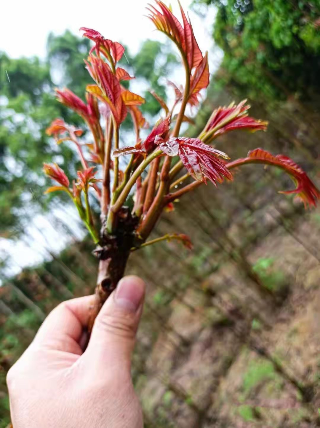 沭阳县红油香椿种子四季红油香椿种子矮化红油香椿种子