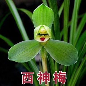 南靖县兰花花苗春兰无上神品西神梅 苗水仙瓣浓香花苞好养易成活绿植
