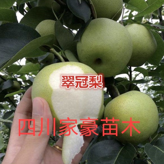 皇冠梨苗  家豪苗木，基地直发，保湿发货，价格优惠南北适种保