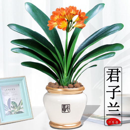 新沂市（不活补发)君子兰盆栽四季盆栽花卉带花苞绿植物室内精品花卉