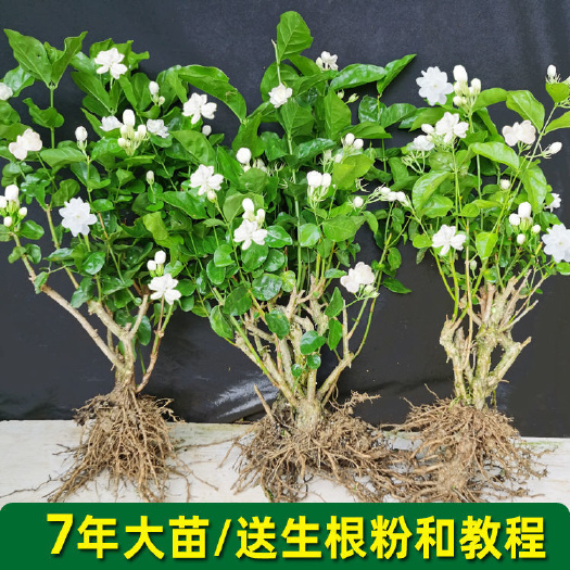 南宁茉莉花盆栽苗室内外阳台绿植四季常绿重瓣茉莉花老桩可食用花卉
