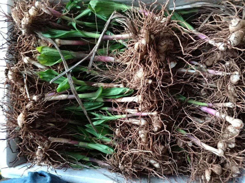 紫花白芨苗 紫花三叉大白芨