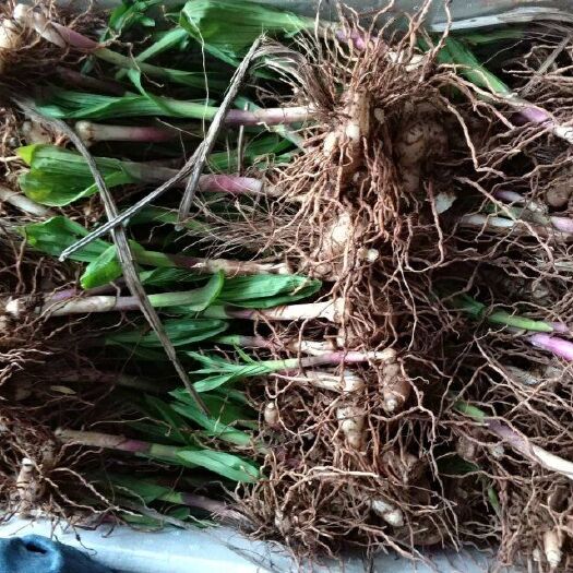 池州紫花白芨苗 紫花三叉大白芨