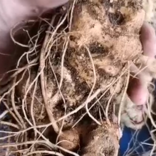 龙陵县竹节参
