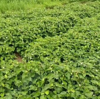 沛县白茎鱼腥草  新鲜鱼腥草现挖现卖