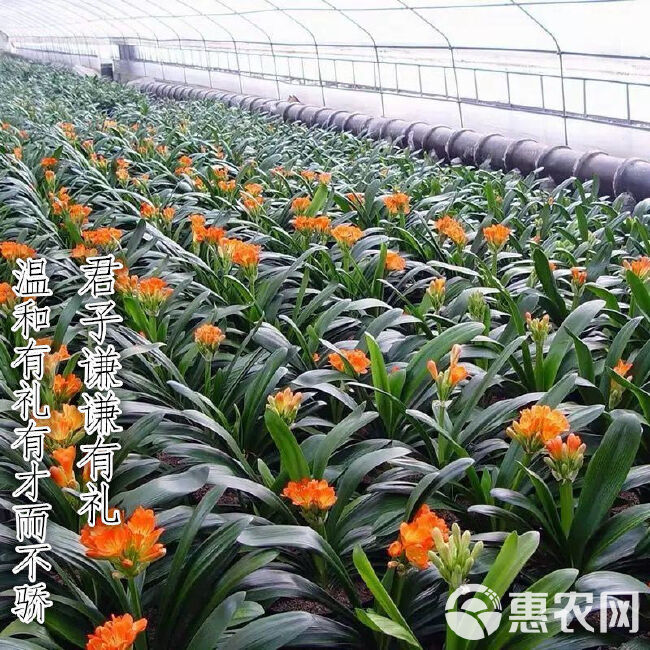 （不活补发)君子兰盆栽四季盆栽花卉带花苞绿植物室内精品花卉