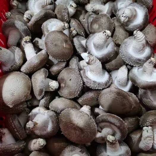 淄博 鲜香菇一级