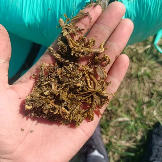 舞钢市青储草 青储饲料蛋白桑