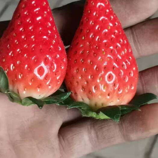 绛县 奶油草莓