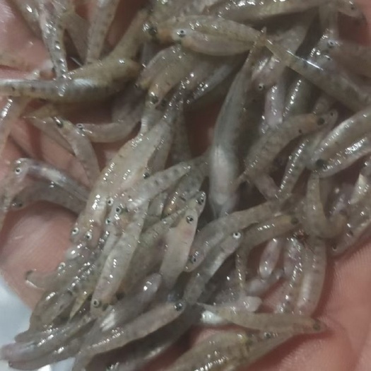 丹东淡水，小黄鱼，山根鱼，一袋2斤自封袋转，保证质量