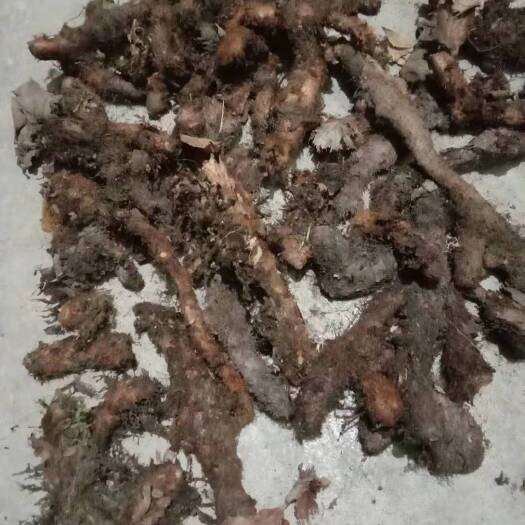 桐梓县骨碎补 巴岩姜