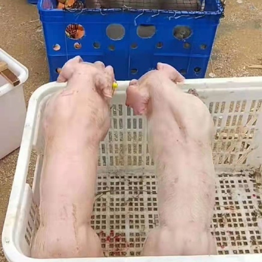 莒南县长白仔猪  长白种公猪，种母猪，