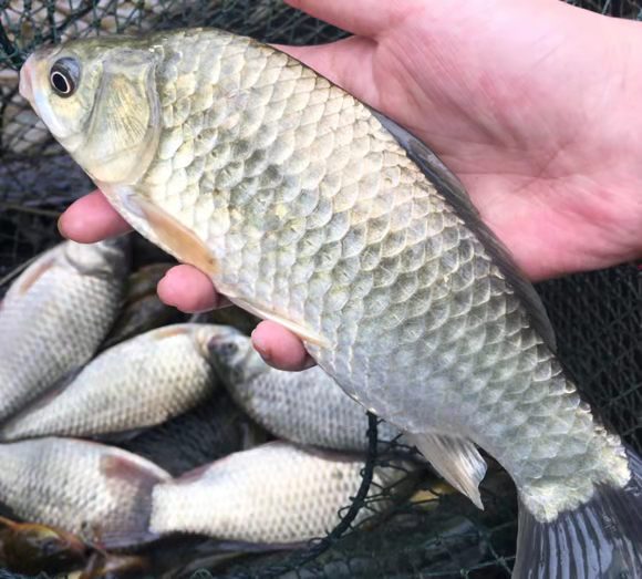 武漢鯽魚(yú)花批發(fā)