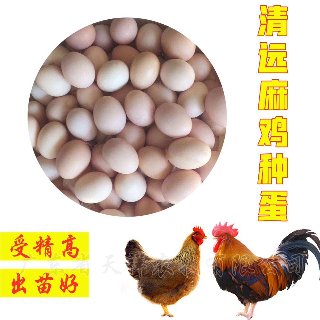 广州鸡种蛋 孵化场直售种蛋 清远鸡受精可孵化受精率高达92