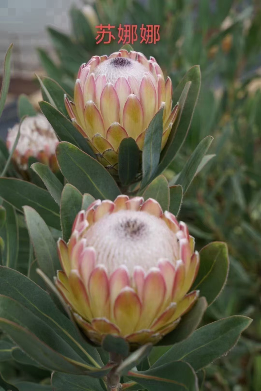 昆明一枝黄花苗 南非2年公主袋苗 明年能开花 切花品种大花苞