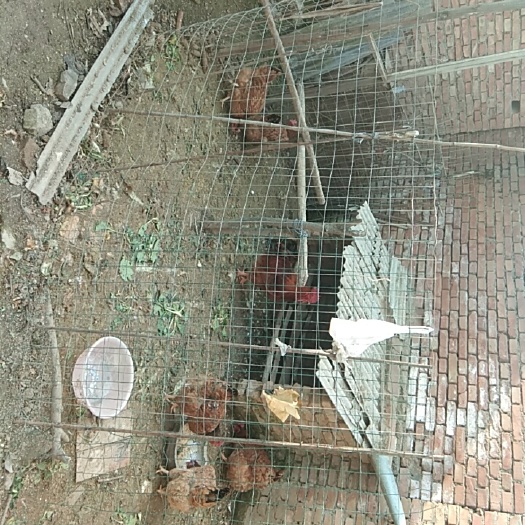 渭南土鸡 自养鸡，