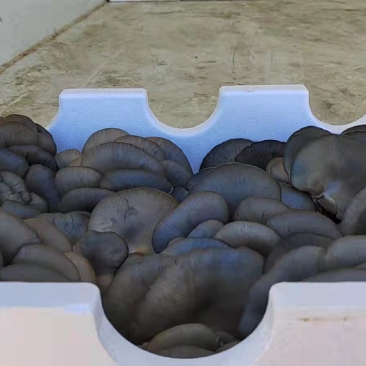 邯郸鲜平菇  河北基地直销 黑伞6到8cm绿色种植量大从优