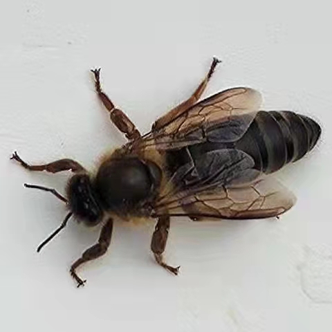 容县中蜂蜂王土蜜蜂蜂王  精选留种杂交种蜂王品种，