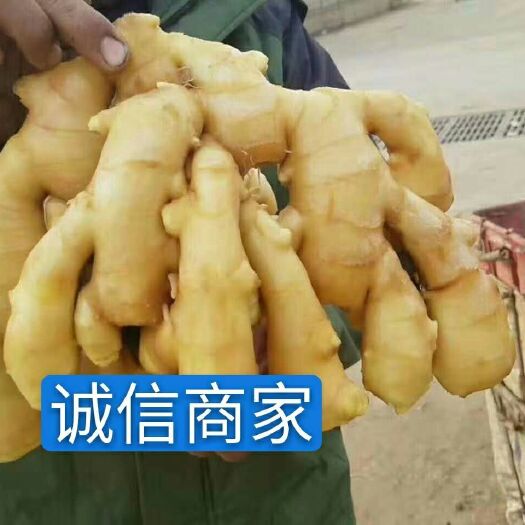 《诚信商家》山东生姜产地直销，常年供应大黄姜，小黄姜，姜种，