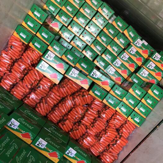 东台市三红胡萝卜 精品胡萝卜，批发市场，超市，电商，大量供应
