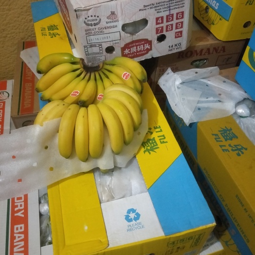 任丘市 菲律宾香蕉