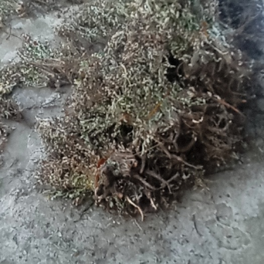 翻白草 正宗翻白草 大别山特产批发零售水洗包邮