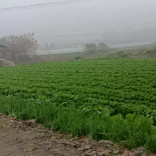 成都青叶莴笋 莴笋