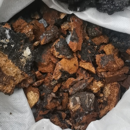 镇坪县白桦茸 桦黄